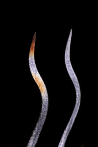 Graphisme - Michel Girardet